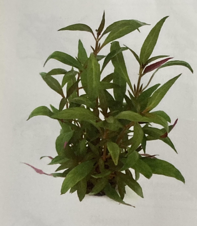 alternanthera reineckii bronze